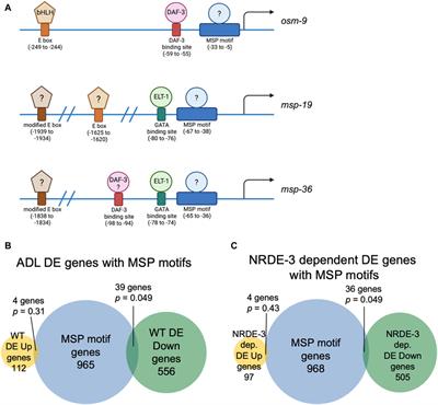 RNAi-dependent expression of sperm genes in ADL chemosensory neurons is required for olfactory responses in Caenorhabditis elegans